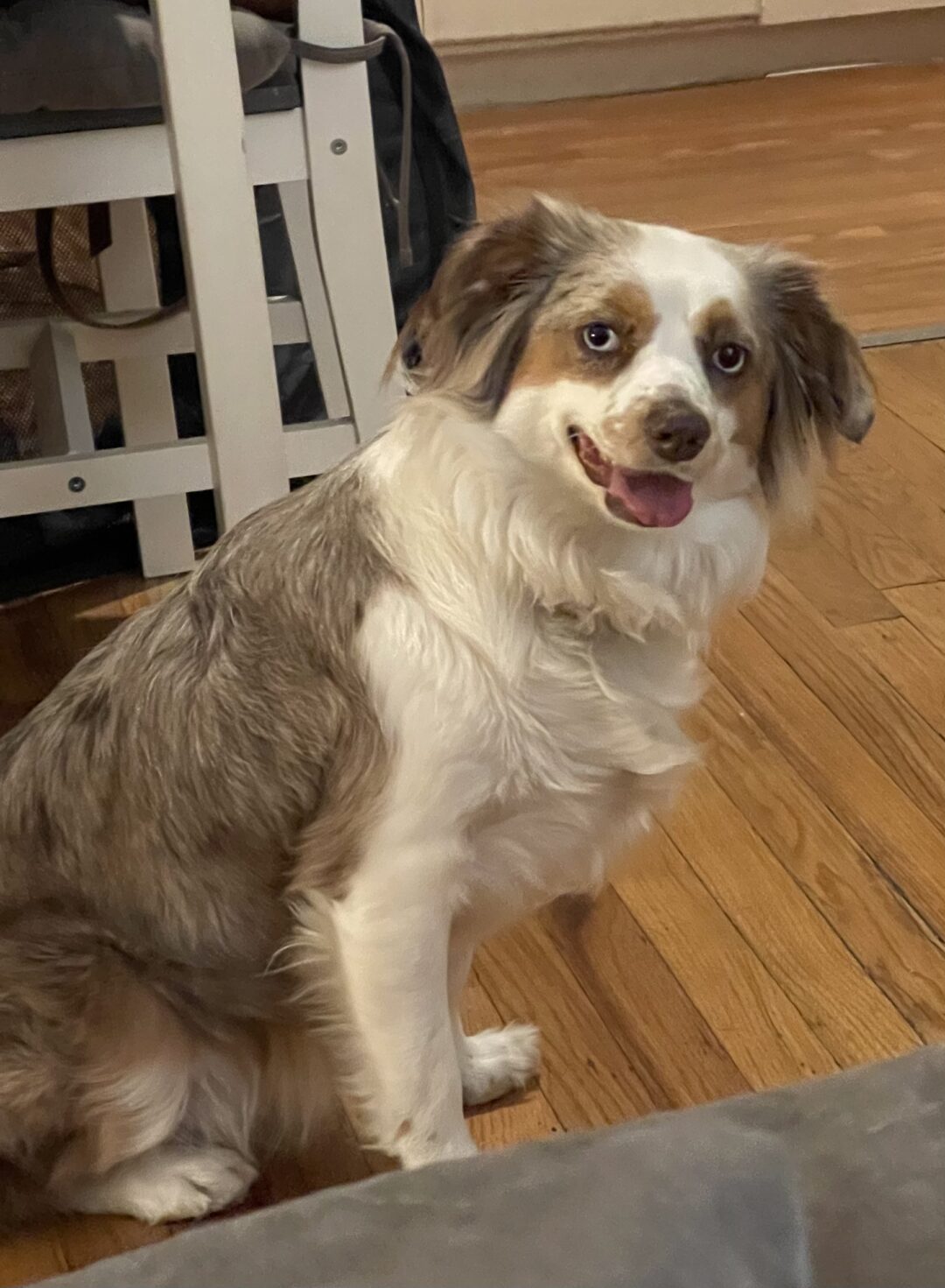 Dr. Marty Shine & Luster