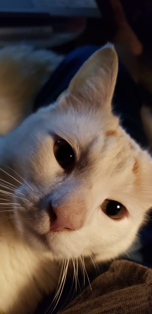 Nature's Feast Poultry, Beef, & Salmon Dr. Marty Cat Food